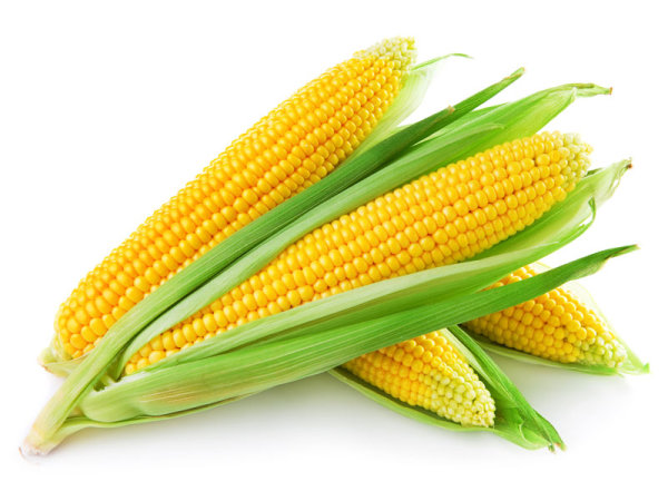  大宗商品：玉米、进口玉米、东北玉米、国产玉米、国储粮、陈化粮，大宗玉米现货发售